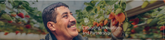 The Strawberry King picking strawberries representing Catalyzing Innovation and Partnership