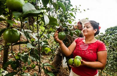 USAID is helping Honduran farmers adapt to challenges like prolonged drought, flooding, and lack of crop variety that have led to food insecurity in the Dry Corridor of Honduras. / USAID